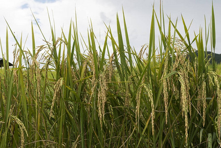 稻田水稻作物的稻米谷物几乎可以收割了图片