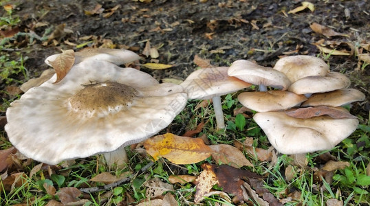生长在树林里的普通田间蘑菇图片