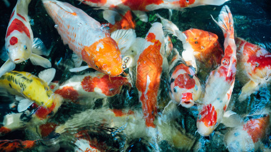 鲤鱼或花式鲤鱼日本锦鲤或锦鲤鱼是亚洲和日本美丽的水生动图片