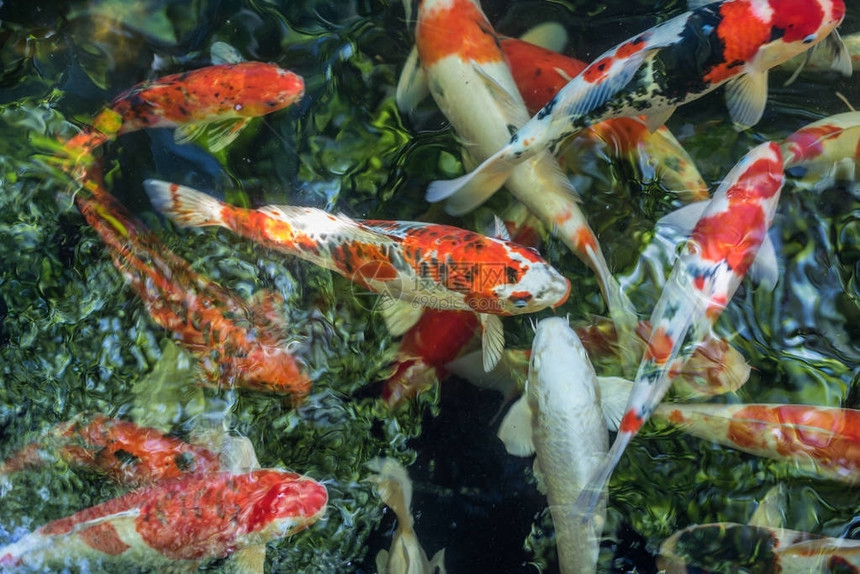 鲤鱼或花式鲤鱼日本锦鲤或锦鲤鱼是亚洲和日本美丽的水生动图片