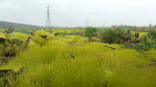 在清晨关闭新鲜的厚草与水滴新鲜的绿草用水滴特写绿草上图片
