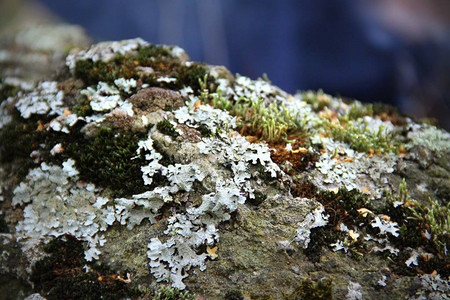 森林中的彩色苔藓图片