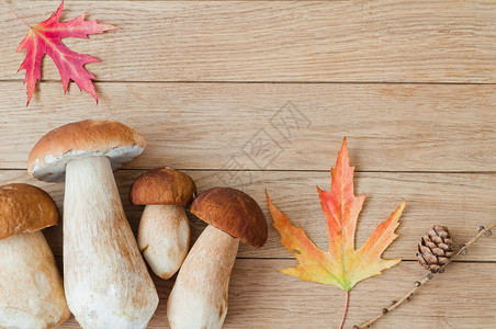 木制桌上的白蘑菇Boletuse图片