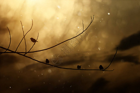 在日落天空的金色时辰树枝上的背景