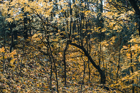 秋日景观雨后的秋天森林图片
