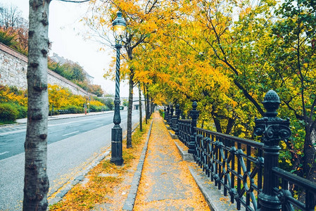 街道上的秋叶美丽的城市景观图片