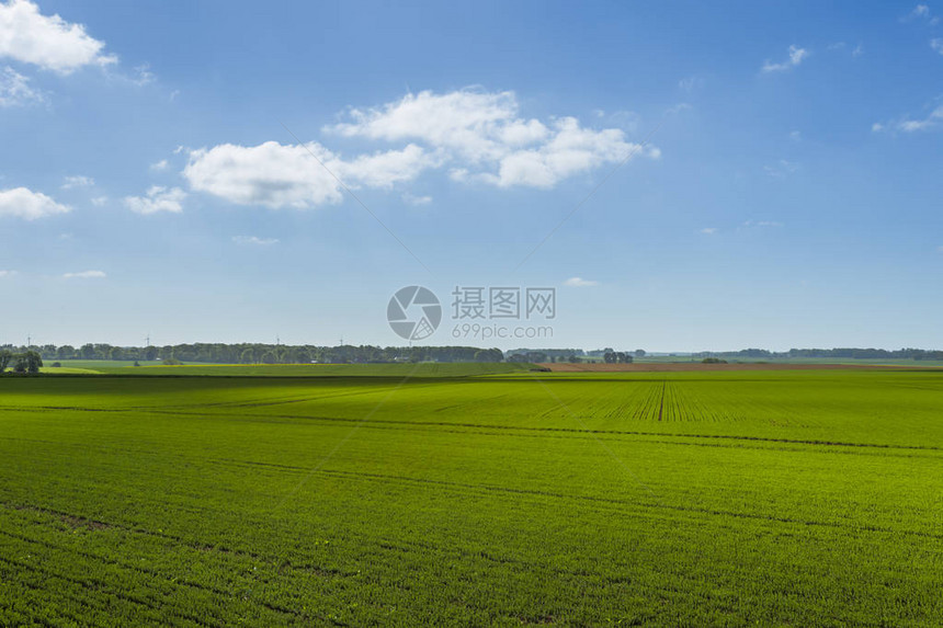 阳光明媚的日子里的绿色麦田春天的乡村景观农田草地和农田环境友好型农业和图片