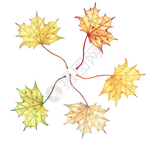 明亮的彩色水彩秋叶白色背景图片