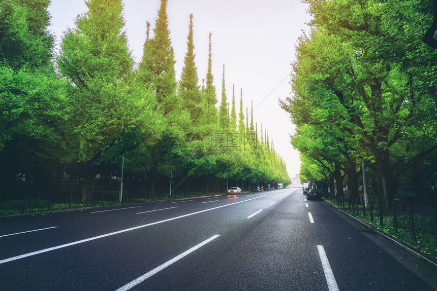 日本东京木道IchoNamikiRoad的绿色自然直径路面图片