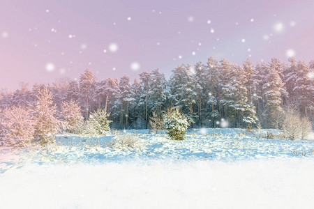 冬天的风景有白雪花的X马背景冬季图片