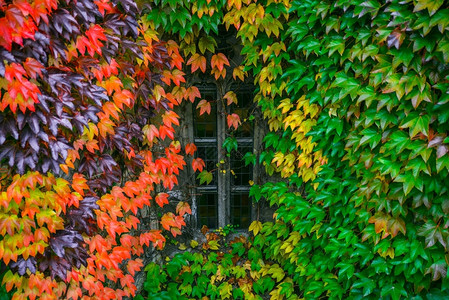 欧洲风格的老舒适房子秋天周围的常春藤树叶图片