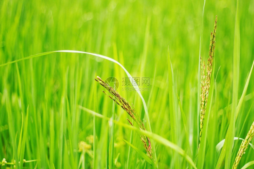 大米和绿叶与田野的新鲜感图片