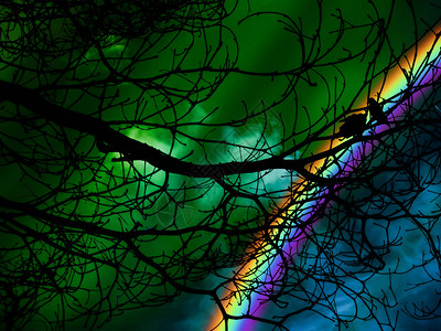 剪影双鸟在树和极光夜天空图片