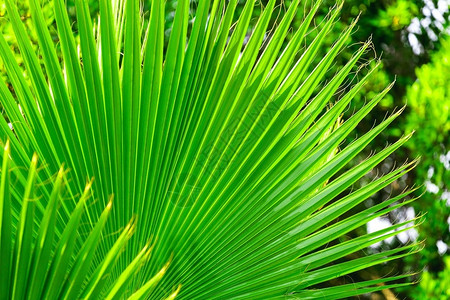 绿色棕榈叶热带背景的多图片