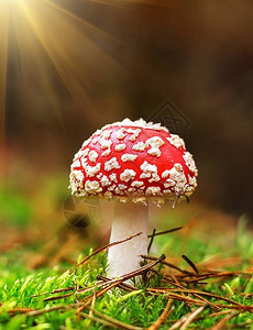 Muscaria蘑菇图片