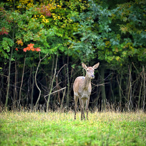 女红鹿站在秋天森林中野生动物在图片