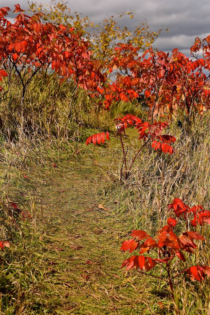 一条路径在秋色草地的秋色中穿过图片