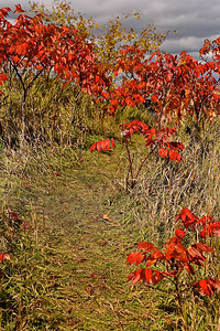 一条路径在秋色草地的秋色中穿过图片