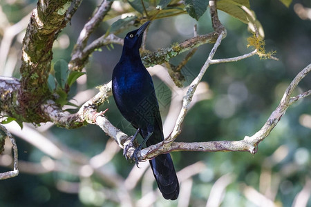 在哥斯达黎加热带树枝上紧贴着一棵树枝上的大尾巴Gr图片
