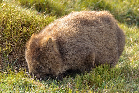 袋熊是最大的穴居哺乳动物澳大利亚塔斯马图片