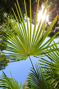 棕榈树的绿叶映衬着蓝天和灿烂的阳光图片
