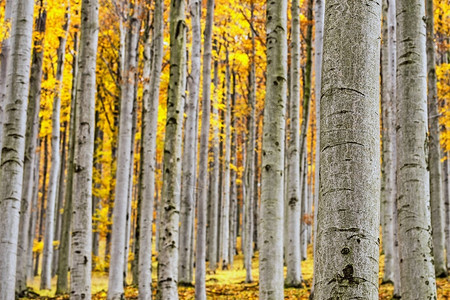 秋季森林中的山毛榉树景观图片