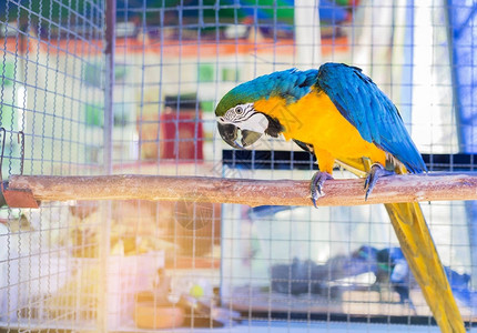 紧闭蓝黄金刚鹦鹉或者蓝色金刚鹦鹉鸟站在笼图片
