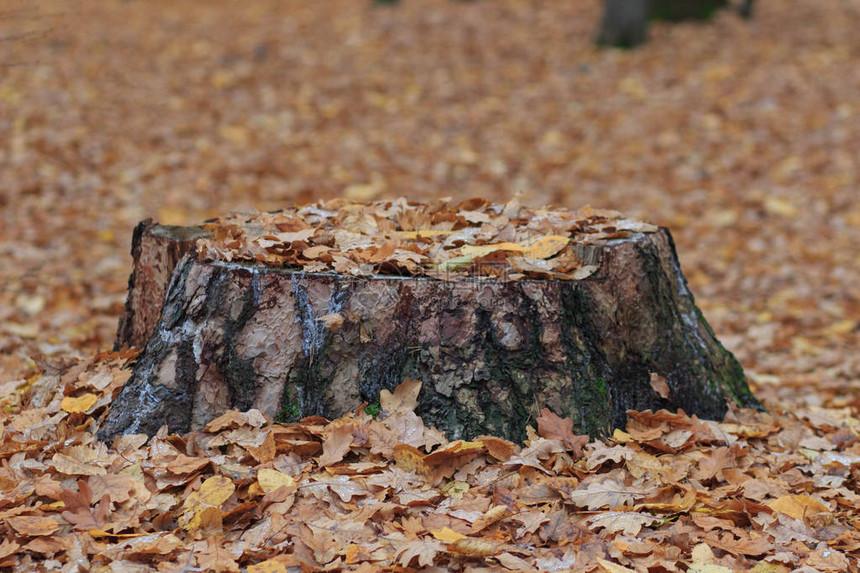 秋天森林里的老腐烂树桩秋天的情绪疲惫图片