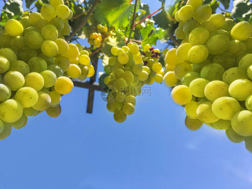 葡萄集群葡萄谷背景单图片