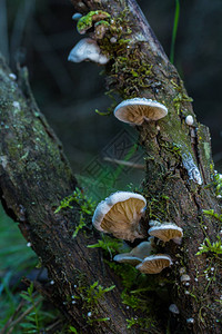 树干上的蘑菇高清图片