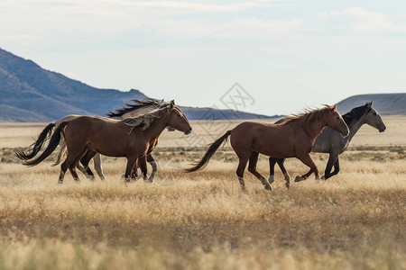 犹他州沙漠中的一群野马野马图片