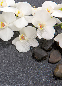 白兰花和石子与水滴隔绝图片