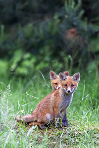 野外森林中的狐狸图片