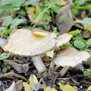 生长在森林空地的牛肝菌蘑菇图片