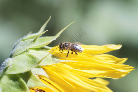 蜜蜂收集橙色模糊背景网站横幅的向日葵花中的花蜜您文本图片