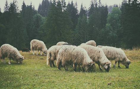 羊群在山上吃草图片