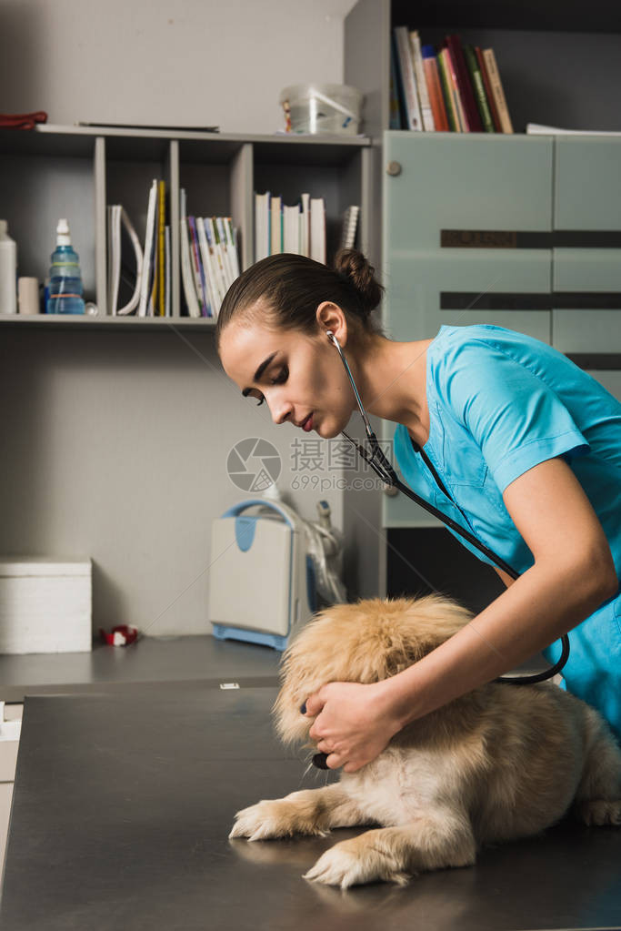 在兽医诊所检查狗的兽医或生及图片