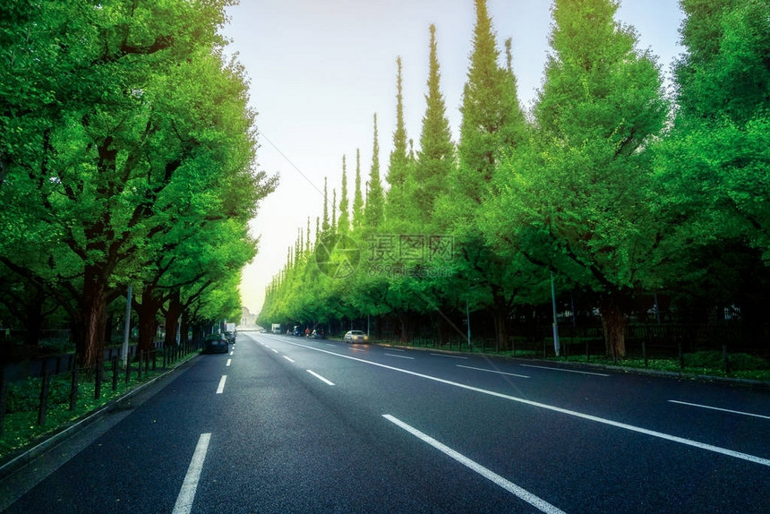 日本东京木道IchoNamikiRoad的绿色自然直径路面图片