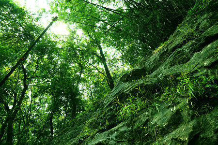 苔藓覆盖在森林野生风景中的岩石图片