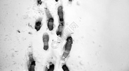 雪地上的脚印第一场雪上的脚印雪地上的动物和鸟类图片