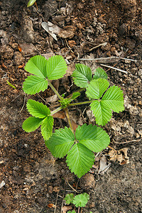 布希草莓和青绿叶种在地上春图片