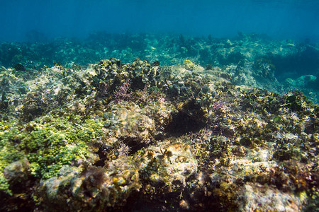 珊瑚礁的近景图片