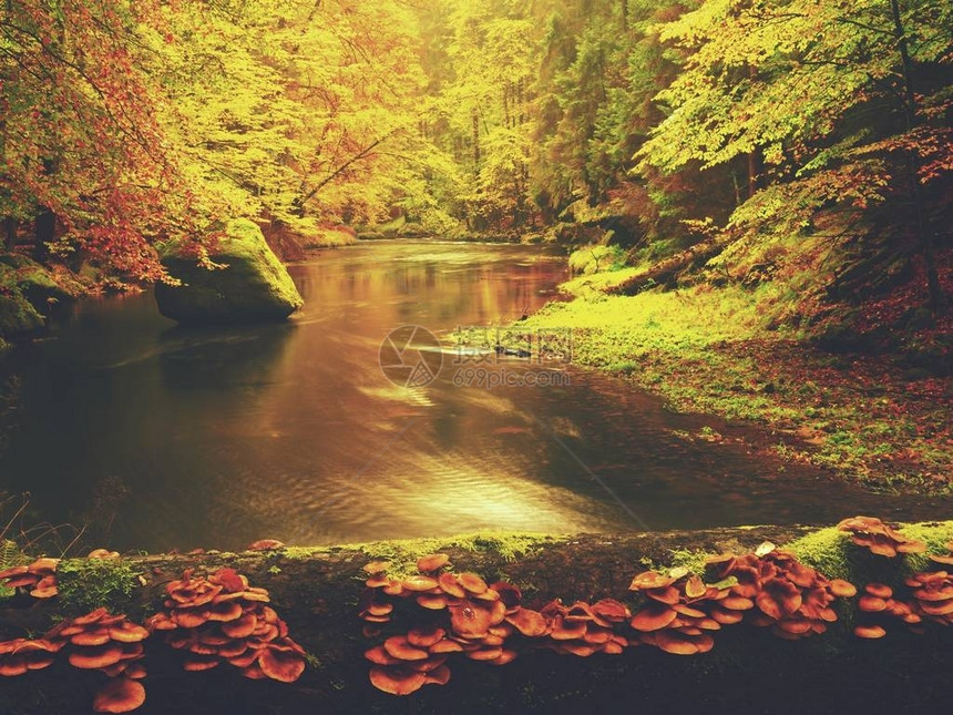 多姿彩的秋水河岸图片