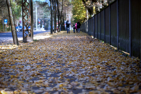 人行道上的秋叶季节变化图片