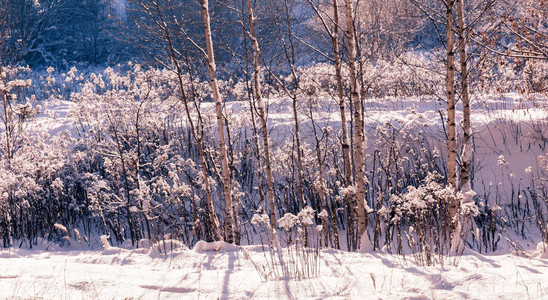 冬天的风景冬季森林中的太阳光X图片