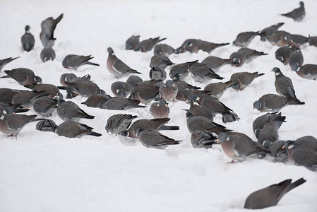 群木鸽在雪地里吃东西图片