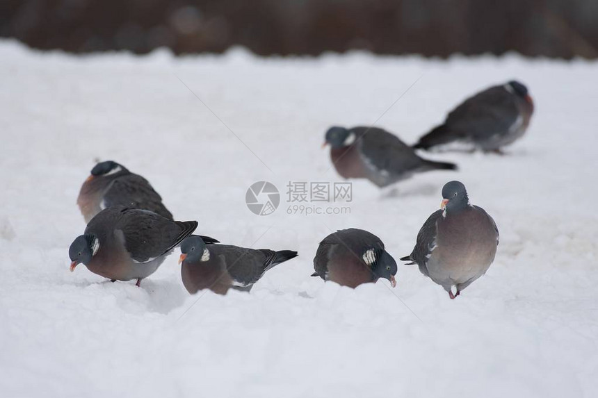 木鸽在雪地里休息图片