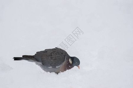 冬天雪地里的木鸽图片