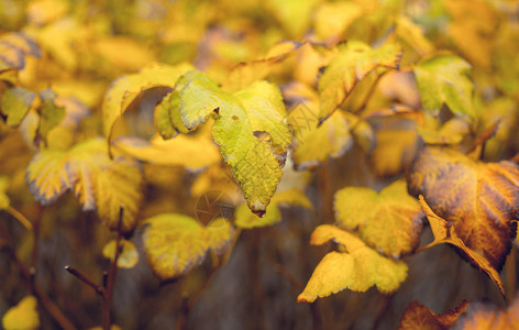 秋季风景黄色秋天的自然图片