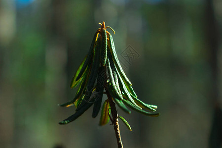 深绿色森林中的杜鹃花枝图片